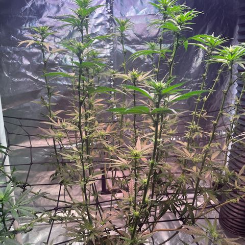 Stardawg growlog photo: Cleaned her up a bit. 