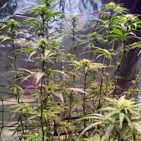 Stardawg growlog photo: She's doing her thing!! 