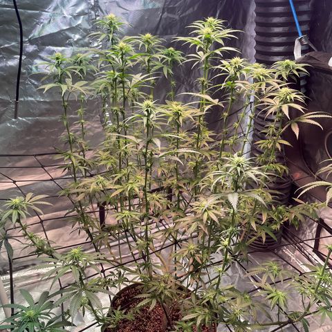 Stardawg growlog photo: She's doing her thing!! 