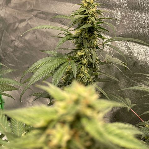 Cinderella  growlog photo: Getting chunky!!! 