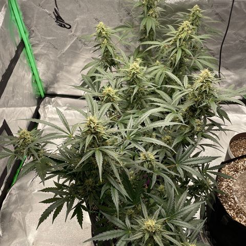 Cinderella  growlog photo: Getting chunky!!! 