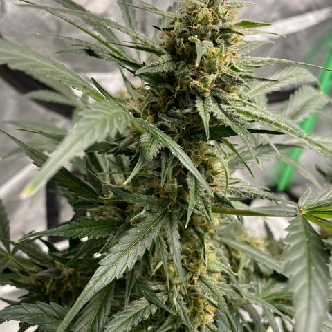Cinderella  growlog photo: Getting chunky!!! 