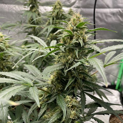 Cinderella  growlog photo: Getting chunky!!! 