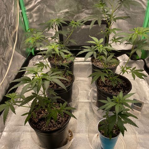 Stardawg round 1 growlog photo: Babies are coming along nicely 