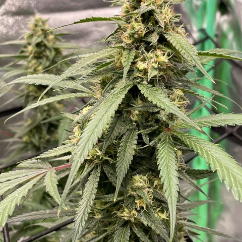 Cinderella  growlog photo: She's chunkin right up!! 