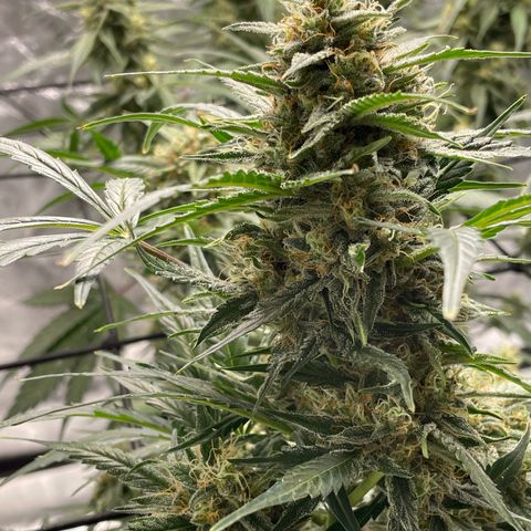 Cinderella  growlog photo: She's chunkin right up!! 