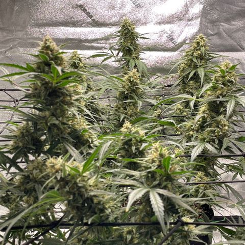 Cinderella  growlog photo: She's chunkin right up!! 