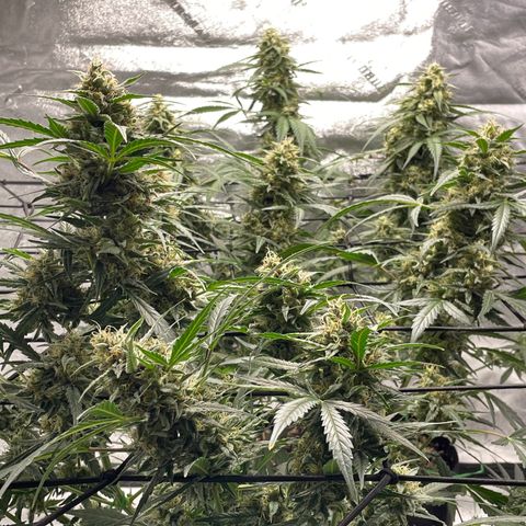 Cinderella  growlog photo: She's chunkin right up!! 