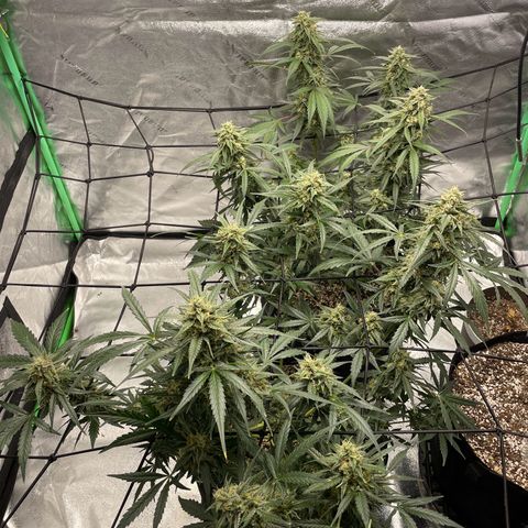 Cinderella  growlog photo: She's chunkin right up!! 
