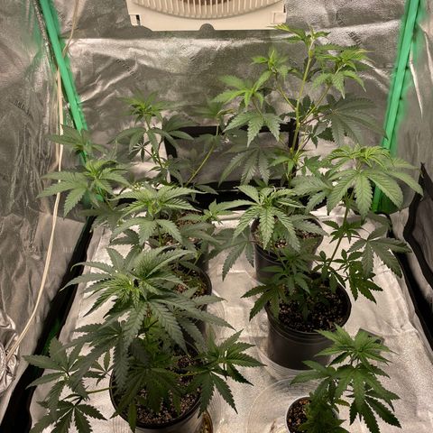 Stardawg round 1 growlog photo: Nice new growth,. They are Growing well 