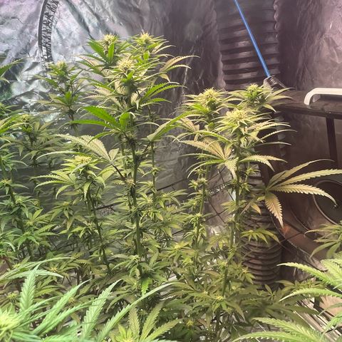 Stardawg growlog photo: Bud sites filling in 
