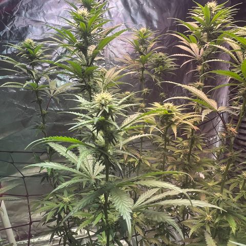 Stardawg growlog photo: Bud sites filling in 