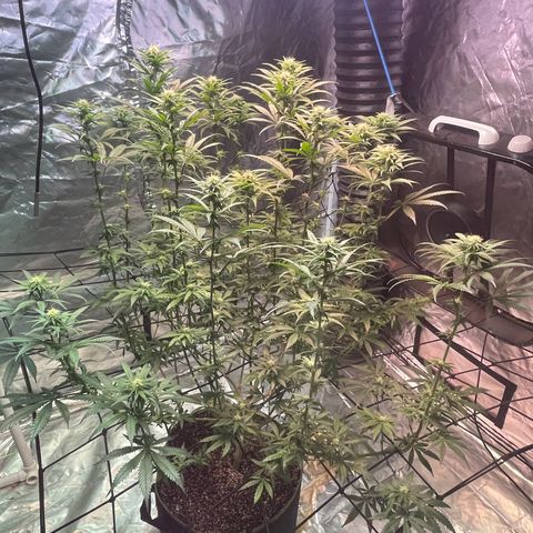 Stardawg growlog photo: Bud sites filling in 