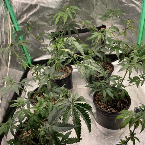 Stardawg round 1 growlog photo: Everything's looking decent 