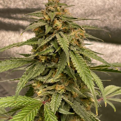 Cinderella  growlog photo: Getting close maybe about another week 