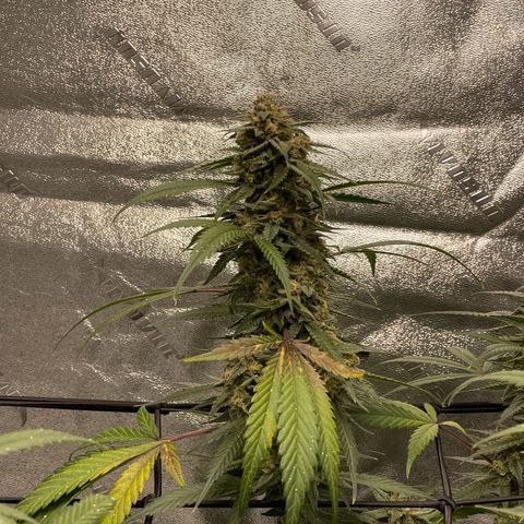 Cinderella  growlog photo: Getting close maybe about another week 