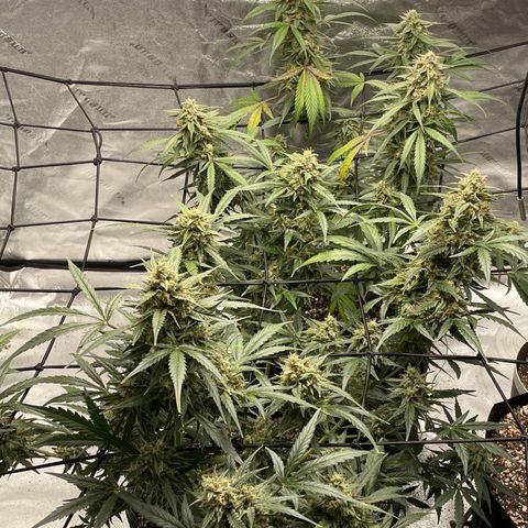 Cinderella  growlog photo: Getting close maybe about another week 