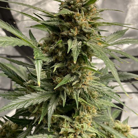 Cinderella  growlog photo: Getting close maybe about another week 