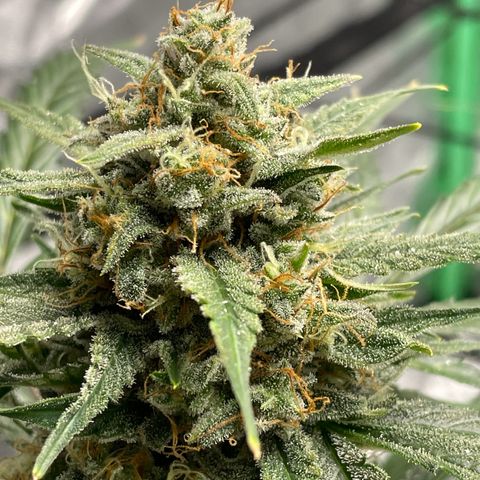 Cinderella  growlog photo: Getting close maybe about another week 