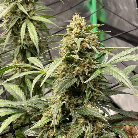 Cinderella  growlog photo: Getting close maybe about another week 