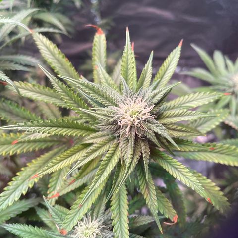 Stardawg growlog photo: Noticed some light burn, I slacked on moving the lights up, moved them up today
