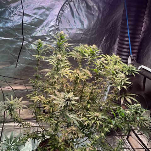Stardawg growlog photo: Noticed some light burn, I slacked on moving the lights up, moved them up today