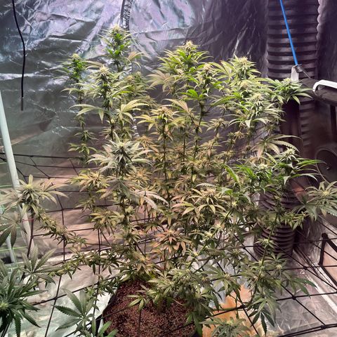 Stardawg growlog photo: Noticed some light burn, I slacked on moving the lights up, moved them up today