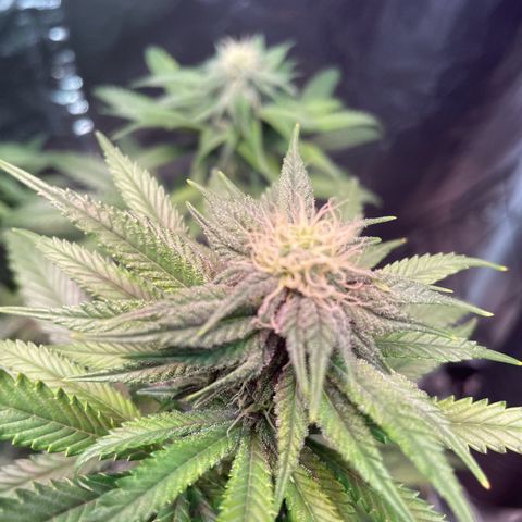 Stardawg growlog photo: Noticed some light burn, I slacked on moving the lights up, moved them up today