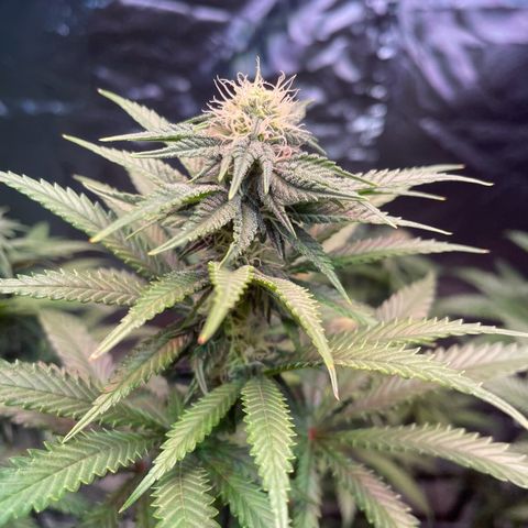 Stardawg growlog photo: Noticed some light burn, I slacked on moving the lights up, moved them up today
