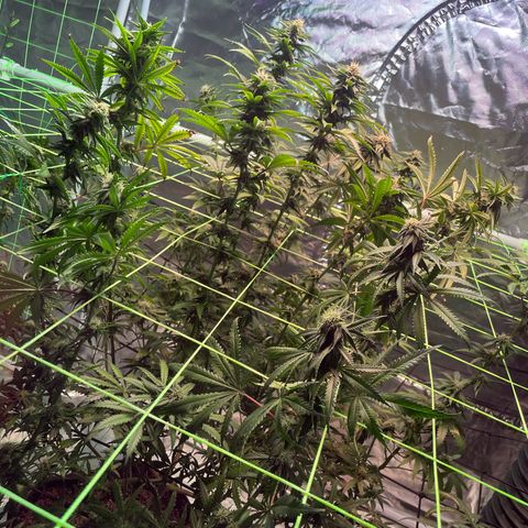 Stardawg growlog timeline photo