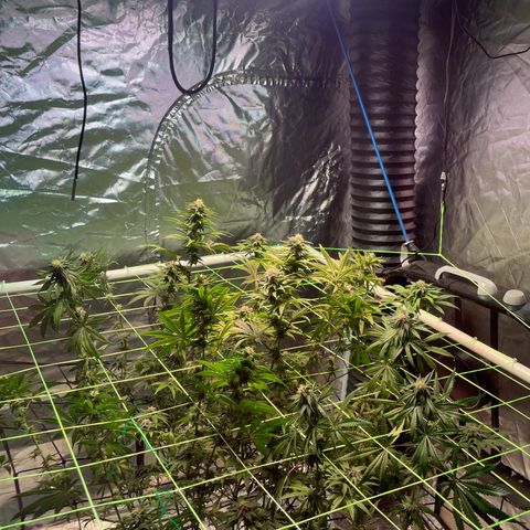 Stardawg growlog timeline photo