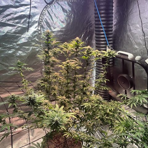 Stardawg growlog timeline photo