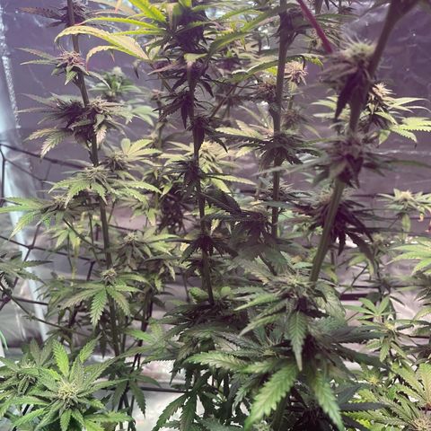 Stardawg growlog timeline photo