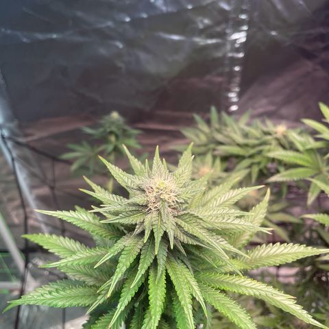 Stardawg growlog timeline photo