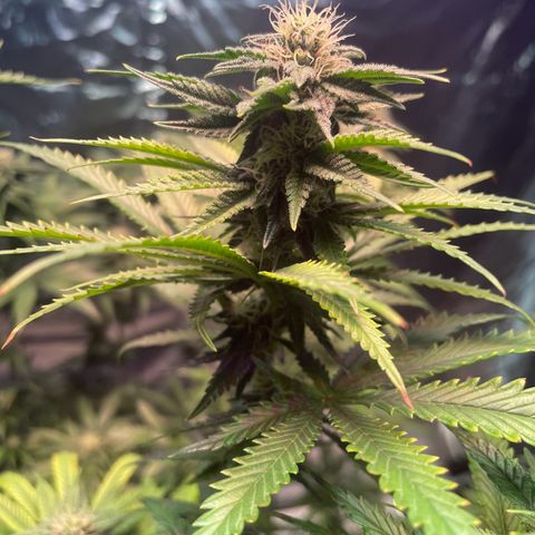 Stardawg growlog timeline photo