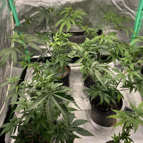 Stardawg round 1 growlog timeline photo
