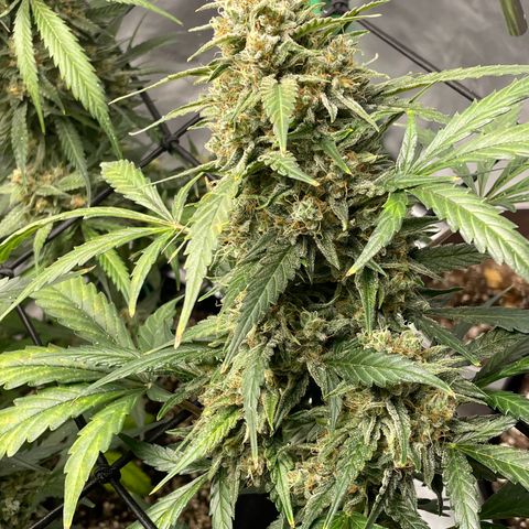 Cinderella  growlog timeline photo