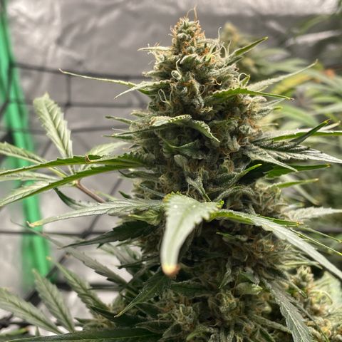 Cinderella  growlog timeline photo