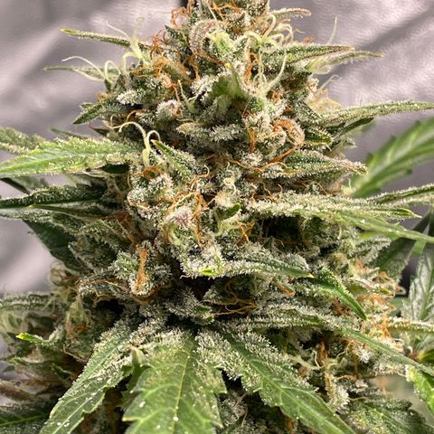 Cinderella  growlog timeline photo