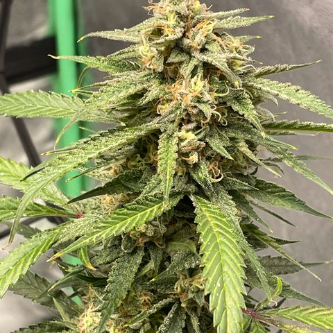 Cinderella  growlog timeline photo