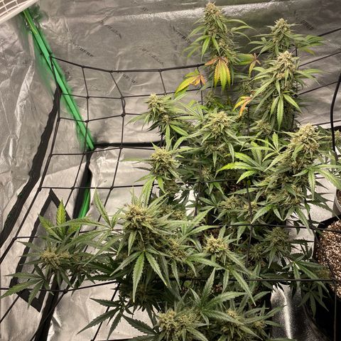 Cinderella  growlog timeline photo