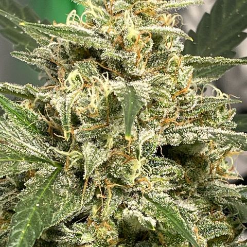 Cinderella  growlog timeline photo