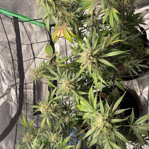 Cinderella  growlog timeline photo