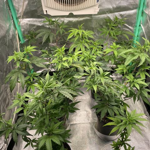 Stardawg round 1 growlog photo: Getting big! 