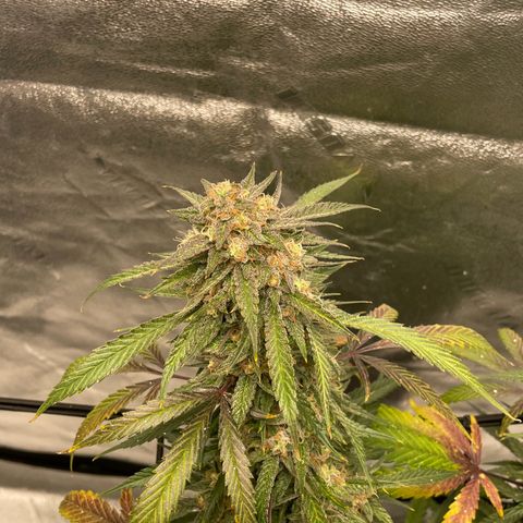 Cinderella  growlog photo: Getting the fall fade going!! 