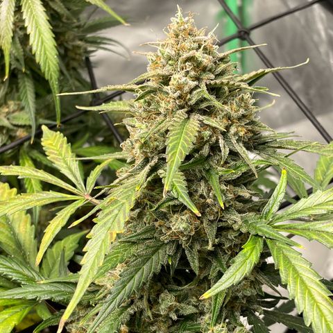 Cinderella  growlog photo: Getting the fall fade going!! 