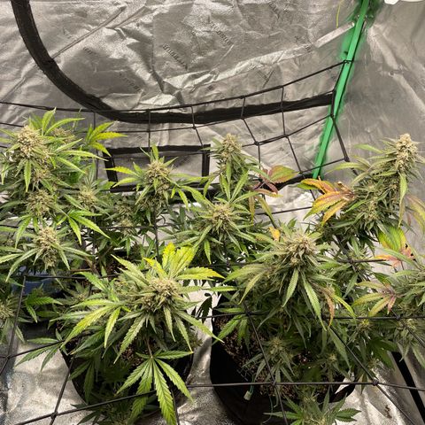 Cinderella  growlog photo: Getting the fall fade going!! 