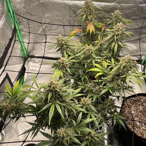 Cinderella  growlog photo: Getting the fall fade going!! 
