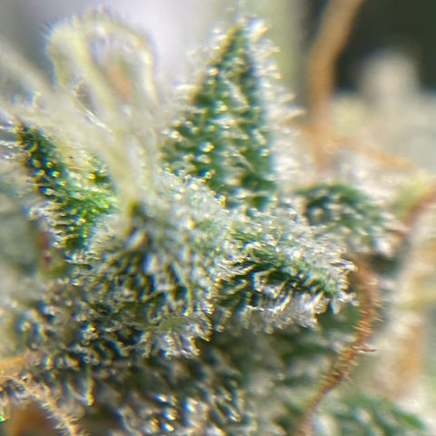 Cinderella  growlog photo: Getting the fall fade going!! 