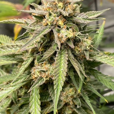 Cinderella  growlog photo: Getting the fall fade going!! 
